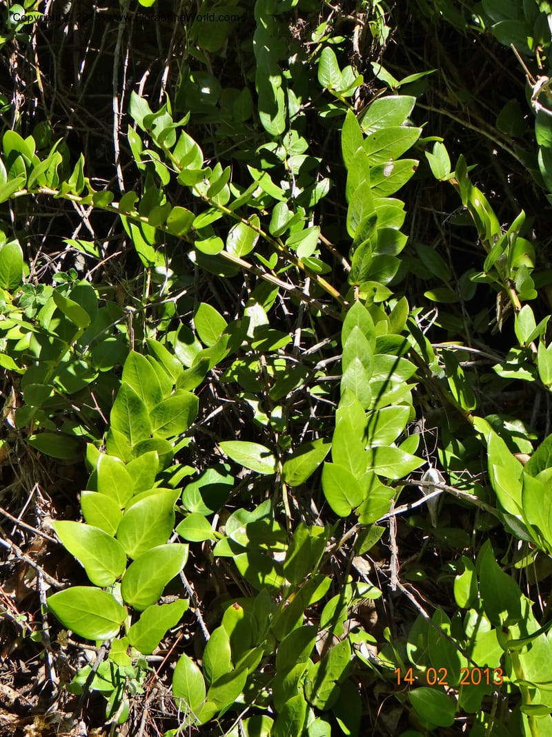 Griselinia scandens, W. D. Stevens 34067--Chile, Reserva Tanume, 14 Feb 2013  7977 (2).JPG