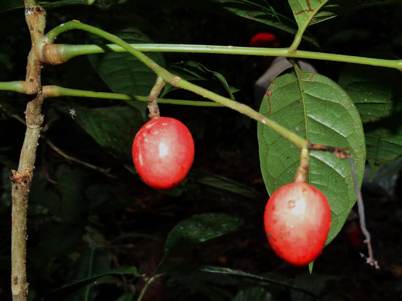 Meliosma, Davidson, C 12932--Sabah. Kinabalu Nat. Park. Nalumad Substesen. 29 Mar 2015. DSC01294 (118).JPG