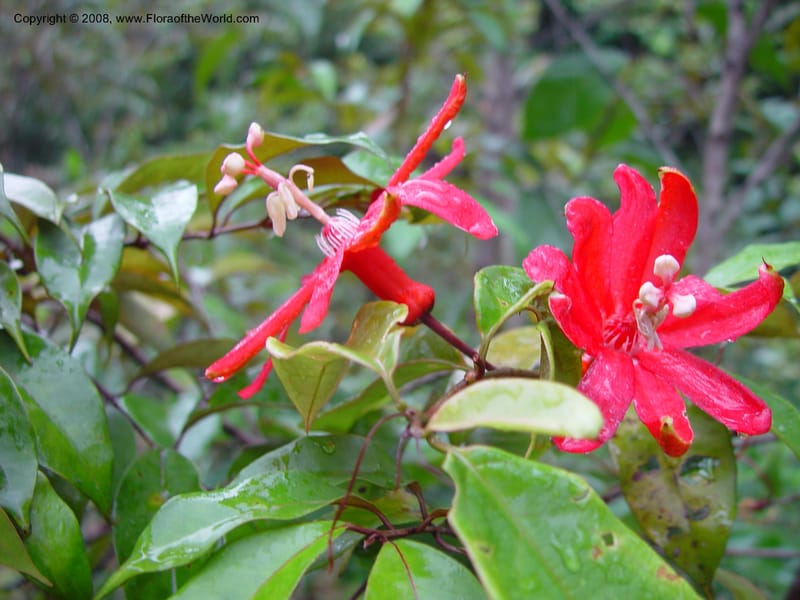 Passiflora, ETepe580--Fr. Guiana. Piste de Saint-Elie. 19 Mch 02. 003.jpg