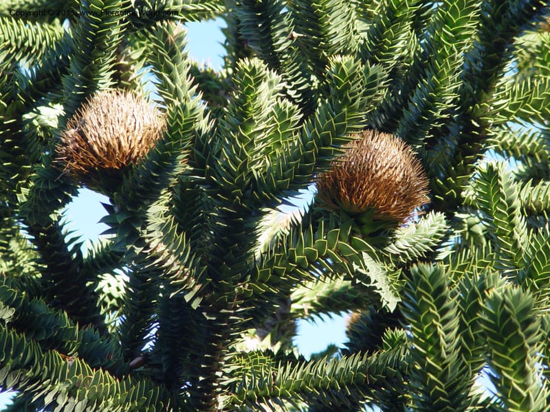 Araucaria araucana, 84.0137--CA. UC Berkeley Bot. Gard. 10 Feb 04. 155.jpg