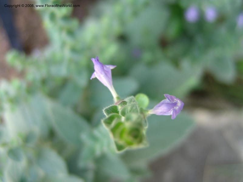 Scutellaria ovata v. bracteata--TX. Johnson Wildflower Center. 13 Jun 04. 005.jpg
