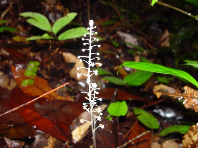 Sciaphila albescens, ETepe551--Fr. Guiana. Les Nouragues. 14 Mch 02. 002.jpg