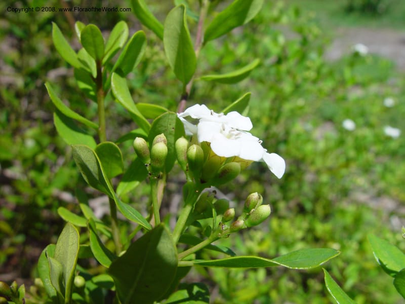 Bourreria cassinifolia--FL. Fairchild Tropical Gard. 8 Apr 03. 241.jpg