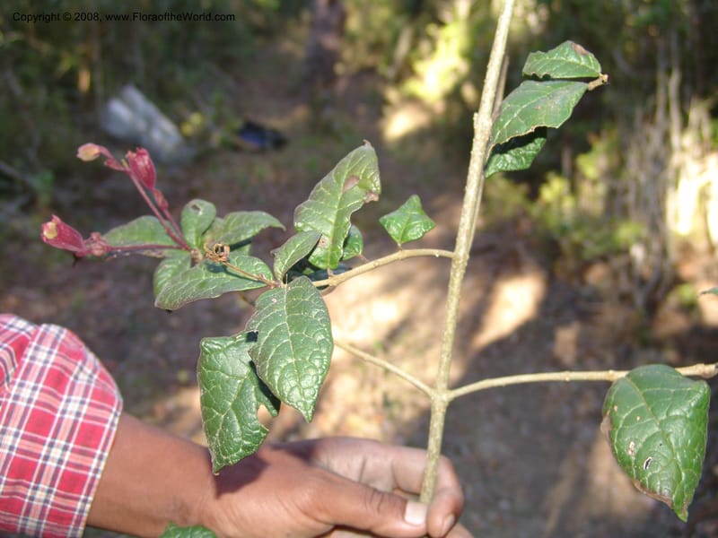 Clerodendrum, ZRogers1203--Madag. Anjozorobe, Aire Protegee, E Antsahabe. 17 Nov 06. 283.jpg