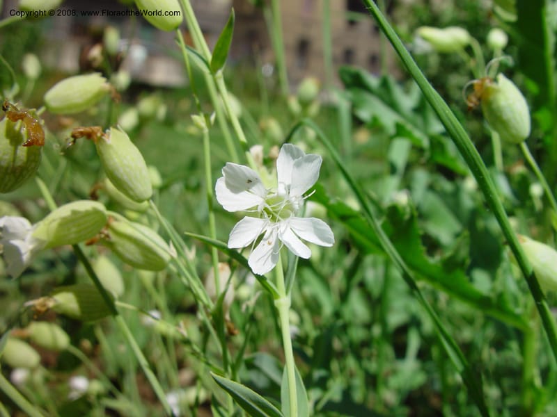 Silene vulgaris ssp vulgaris--Italy. Tuscany. Univ. Firenze, Giard. dei Simplici, Florence. 22 May 03.  001.jpg