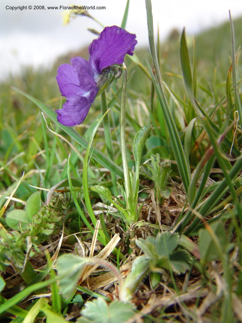Viola oreades--Georgia. Vic. of Tskhrats'karo Pass. 7 Jun 05. 187.jpg