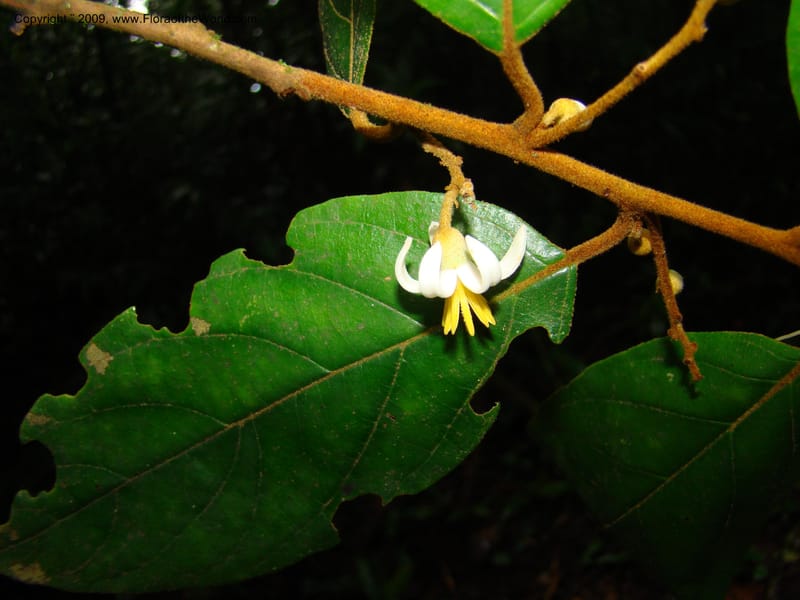 Styrax nicaraguense, WDStevens27263--Nicaragua. Matagalpa. Cerro Picacho at Selva Negra. 16 Jun 08. 025.jpg