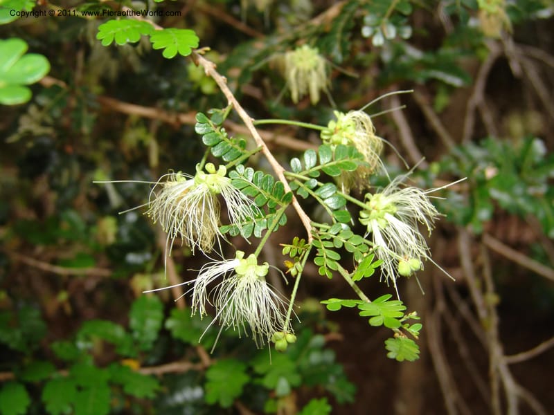 Viguieranthus, ZRogers1127--Madag. Prov. Antsir. Sahafary, Analankary. 8 Nov 06. 074.jpg