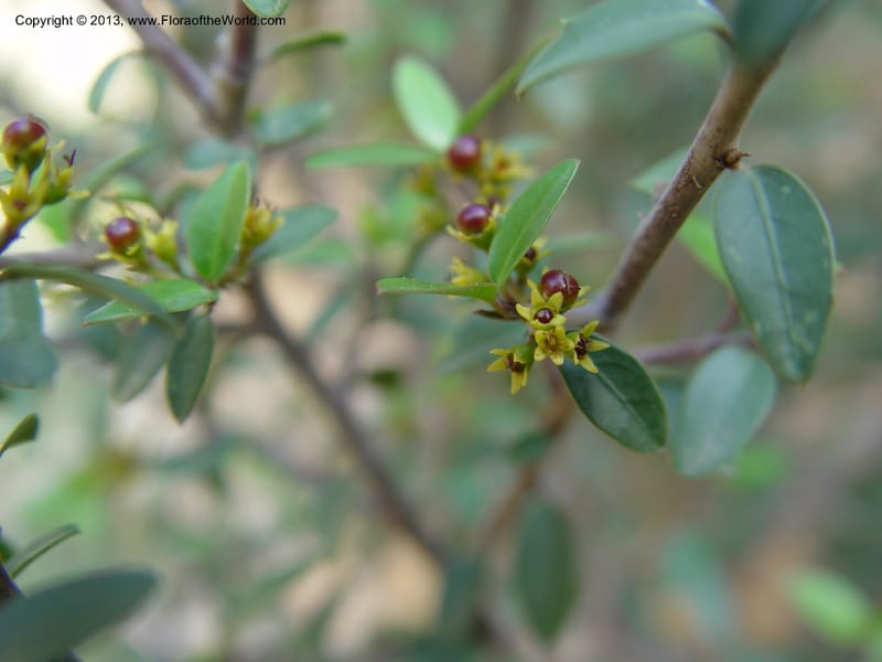 Rhamnus alaternus--Spain. Andalucia. E of Orgiva. Barranco de los Lobos. 1 (50).jpg