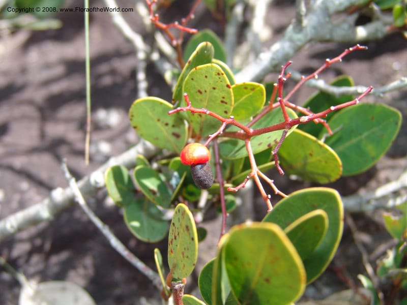 Apodytes abbottii--So.Africa. E. Cape. Umtamvuna Nat. Res. 11 Mch 05. 030.jpg