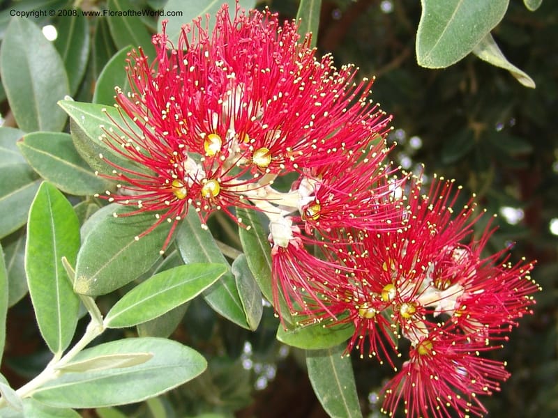 Metrosideros excelsa--CA. San Francisco Arbor. 3 Jul 07. 269.jpg