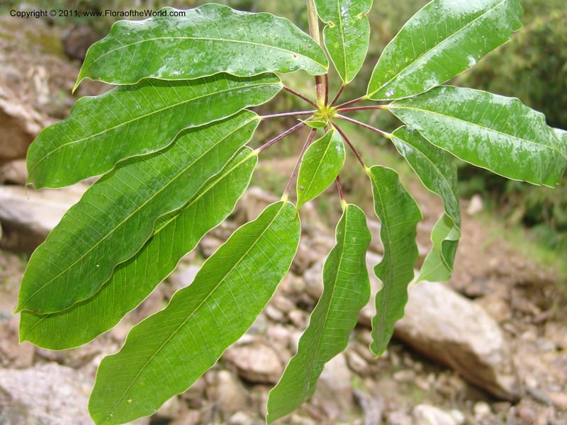 Schefflera, RVasquez31491--Peru. Prov. Oxa. Parq. Nac. Yanachaga Chemillen. 12 Oct 06. 719.jpg
