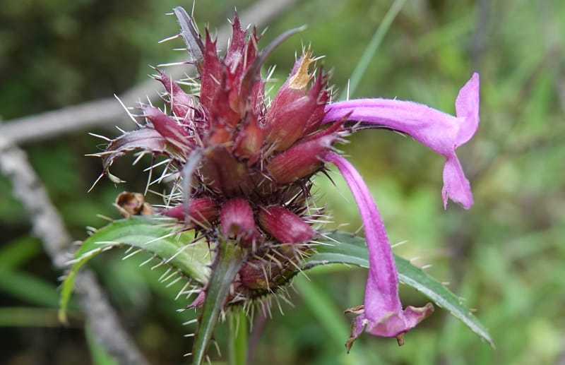 Acanthocalyx delavayi, C. Davidson 13737--China. Yunnan. Zhongdian Xian. 9 Aug 2017. DSC03874 (156).JPG