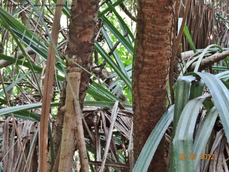 Pandanus odorifer, Not collected--Singapore, Pulau Ubin, 23 Mar 2012  DSC04352 (6).JPG