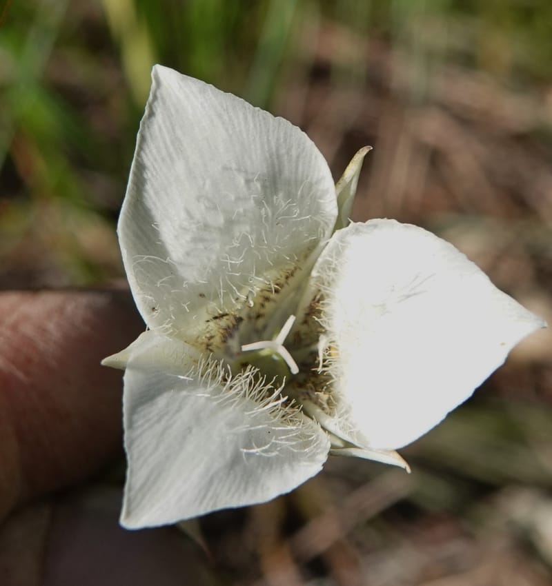 Calochortus apiculatus, C. Davidson 13820--ID. Benewah Co. Reed's Gulch Rd. FR 550. 8 Jul 2018. DSC05956 (280).JPG
