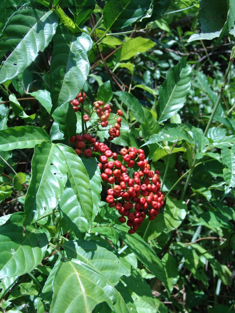 Leea guineensis, MLeal1136--Gabon. Prov. Ogooue-Iv. Res. Lope. Sommet Main. 19 Apr 06. 135.jpg