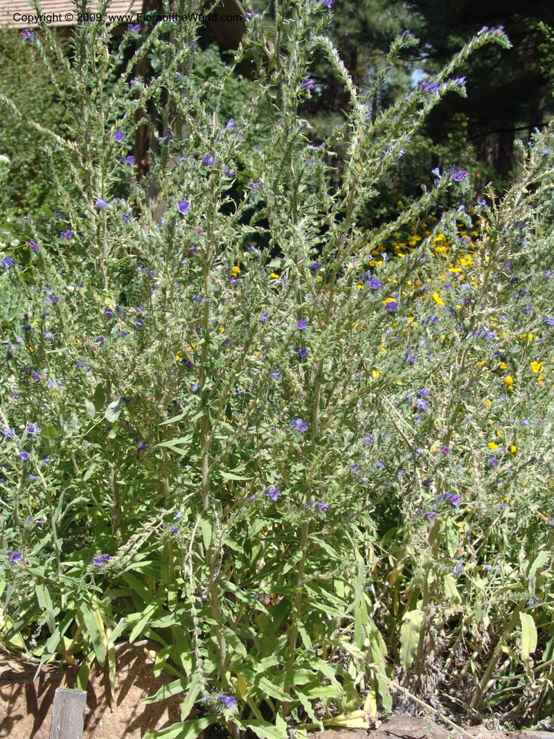 Echium vulgare--AZ. Arboretum at Flagstaff. 3 Sept. 04. 038.jpg