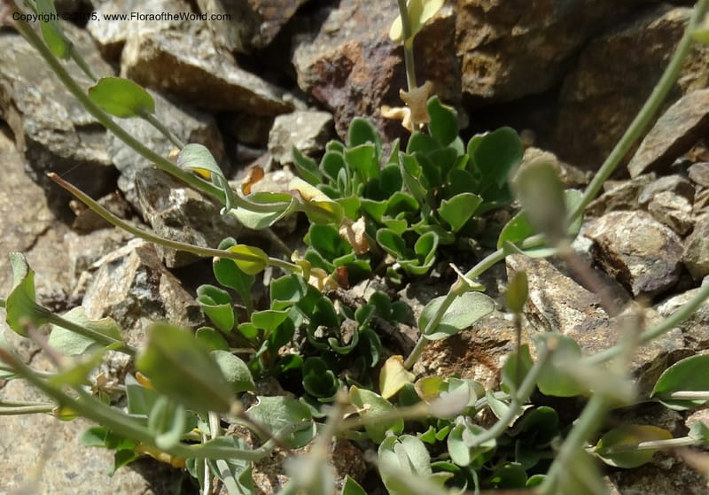 Noccaea fendleri, Davidson, C 12589--ID. Idaho Co. Seven Devils Camp Ground. 15 Jul 2014. DSC00113 (52).JPG