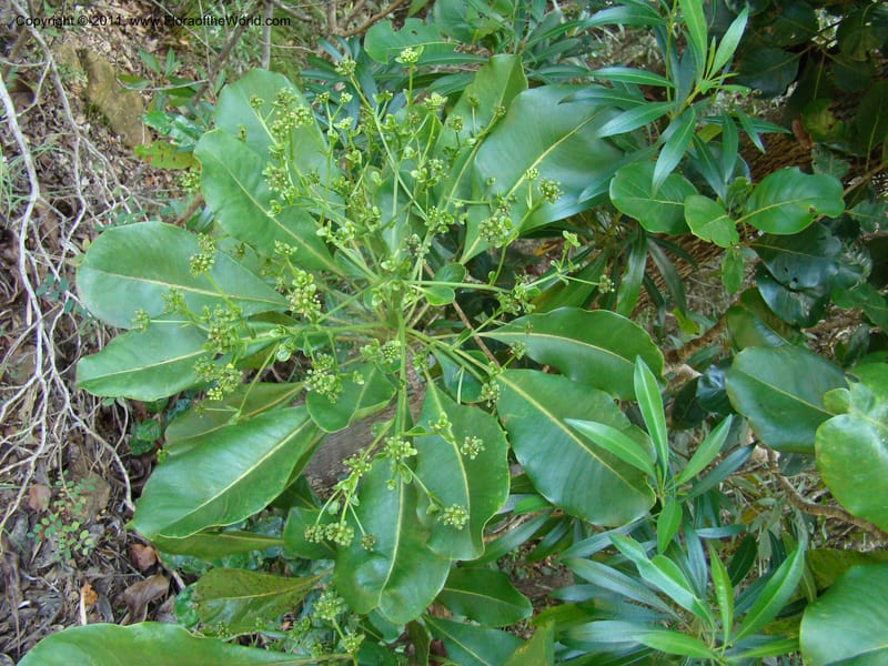 Myodocarpus involucratus,  Lowry, P. P 6878--New Caledonia, Province du Sud, Dumbea barrage,  11 Nov 2007 DSC06534 (5).jpg
