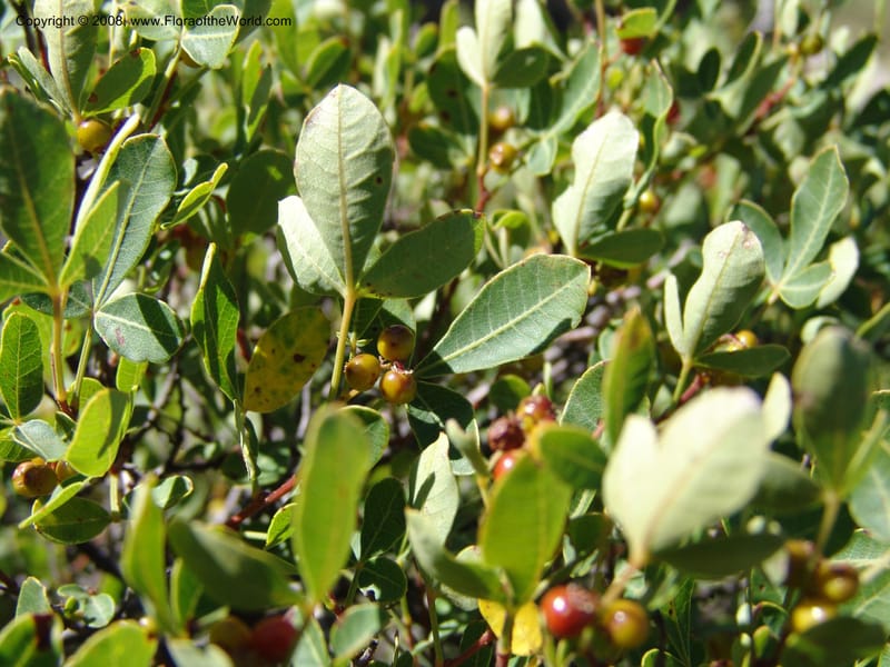 Rhus--So.Africa. E. Cape. Joubert's Pass, SE of Lady Gray. 9 Mch 05. 057.jpg