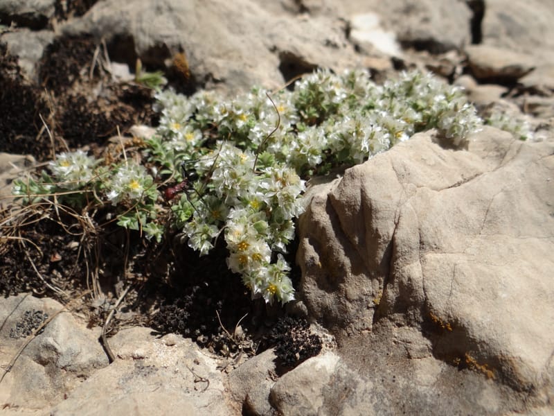 Paronychia kurdica--Iraq. Kurdistan. Shakh-i-Pira Magrun. 24 May 2013. DSC05074 (134).JPG
