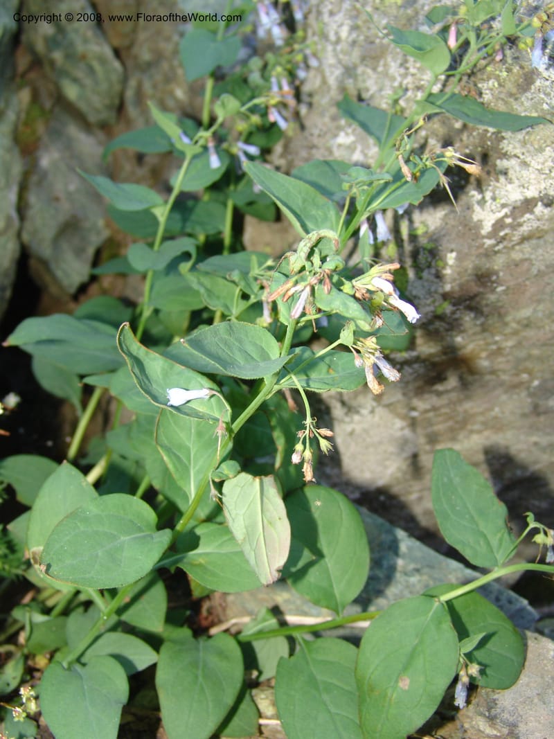 Mertensia ciliata, CDavidson11132--Idaho Co. Hell's Can. Nat. Rec. Area. Heaven's Gate. 20 Jul 07. 069.jpg