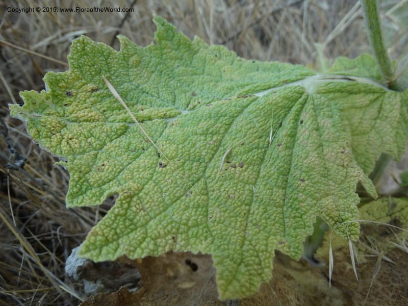 Salvia aethiopis, Davidson, C 12603--ID. Idaho Co. Goff Bridge on Hwy 95 N of Riggins. 16 Jul 2014. DSC00481 (95).JPG