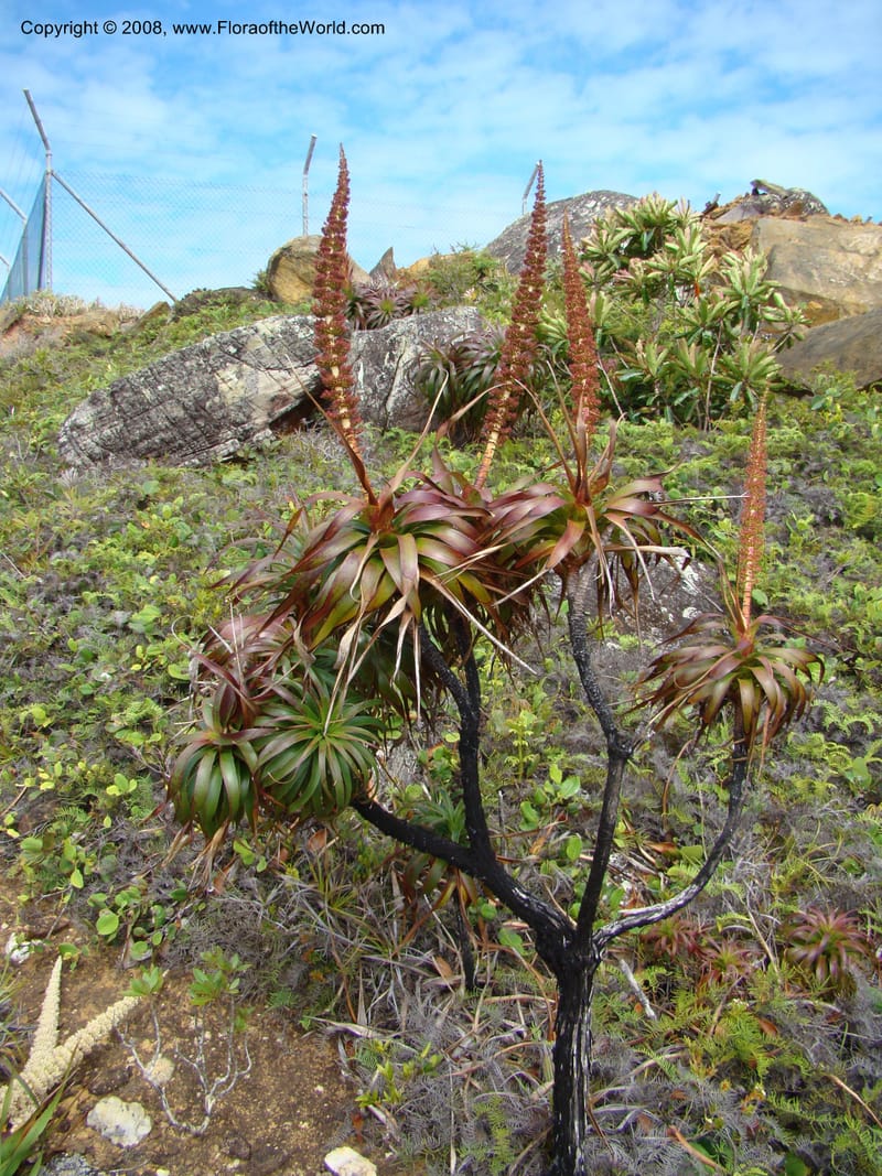 Dracophyllum verticillatum, JMunzinger4771--New Caledonia. Col d'Amoss. 14 Nov 07. 021.jpg