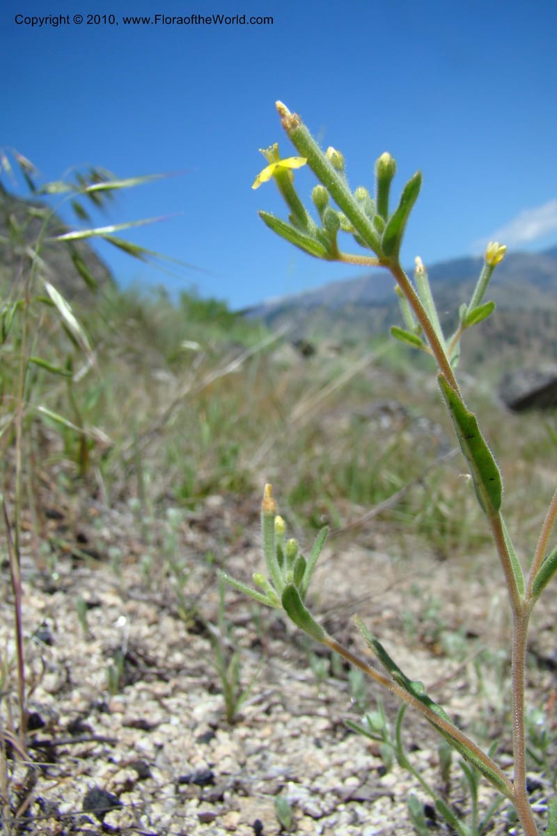 Mentzelia albicaulis, C. Davidson 11363--Idaho. Idaho Co. Salmon River. Polly Bemis Ranch. 27 May 2009. 295.jpg