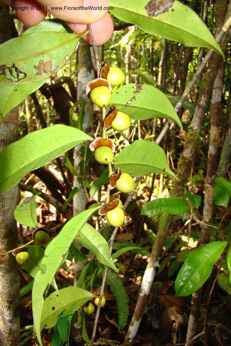Diospyros, Phillipson 6113--Madagascar. Prov. Fianarantsoa. Manombo Nat. Park. 13 Jan 09. 013.jpg