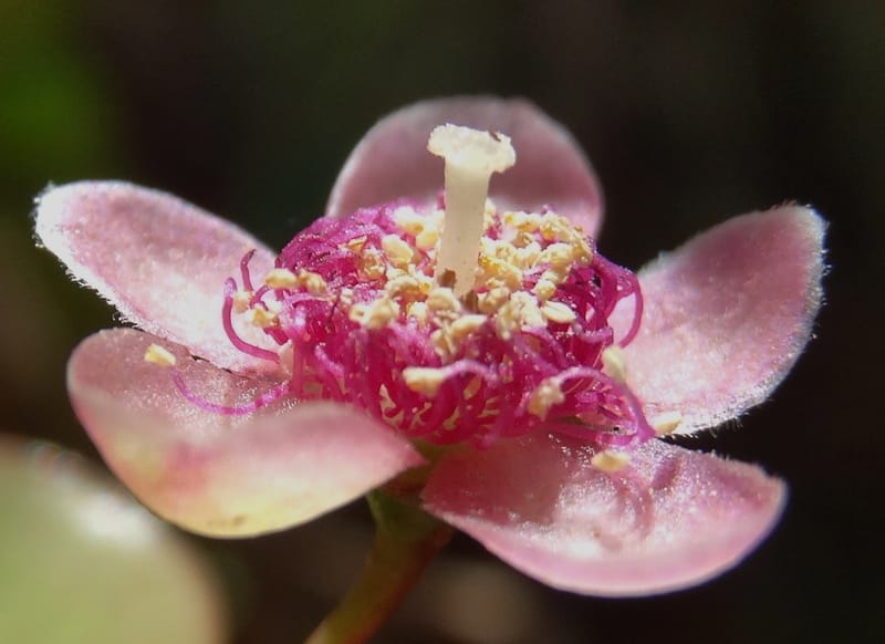 Archirhodomyrtus, Callmander, M 1272--New Caledonia. PinPin. 20 Nov 2015. DSC03938 (245).JPG