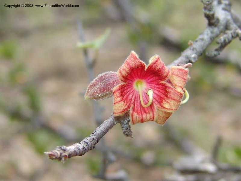 Sterculia rogersii--So.Africa. Mpumal. twd Steelpoort. 16 Mch 05. 031.jpg