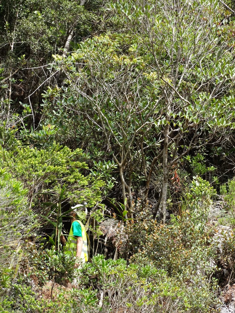 Polyscias, Lowry, P 7417--New Caledonia. PinPin. 20 Nov 2015. DSC03938 (15).JPG