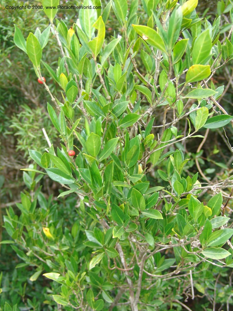 Tricalysia capensis--So.Africa. E. Cape. Umtamvuna Nat. Res. 11 Mch 05. 216.jpg