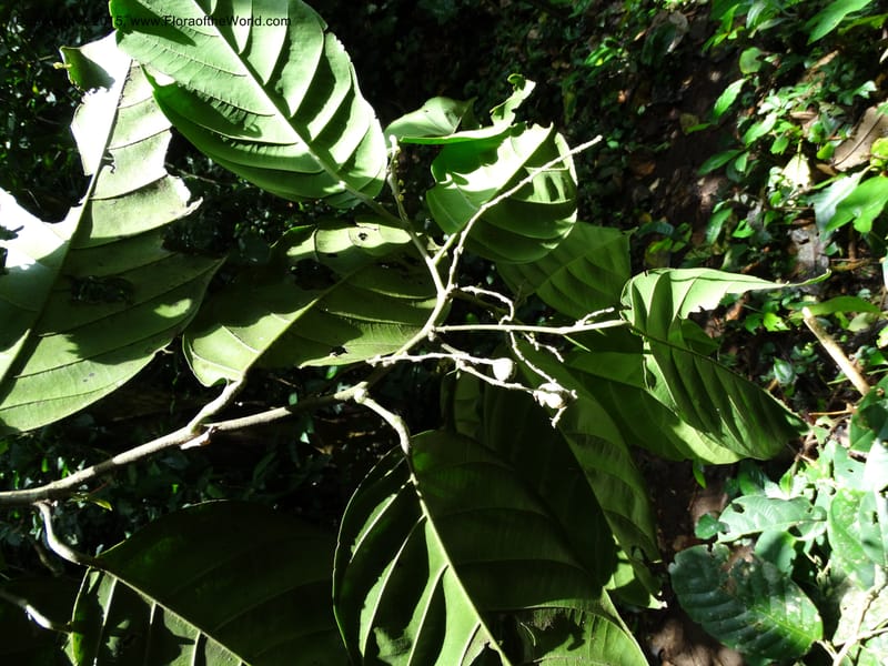 Octoknema, Davidson, C 12386--Cameroon. Bakengili Trail, Mt. Cameroon. 24 Mar 2014. DSC03587 (203).JPG