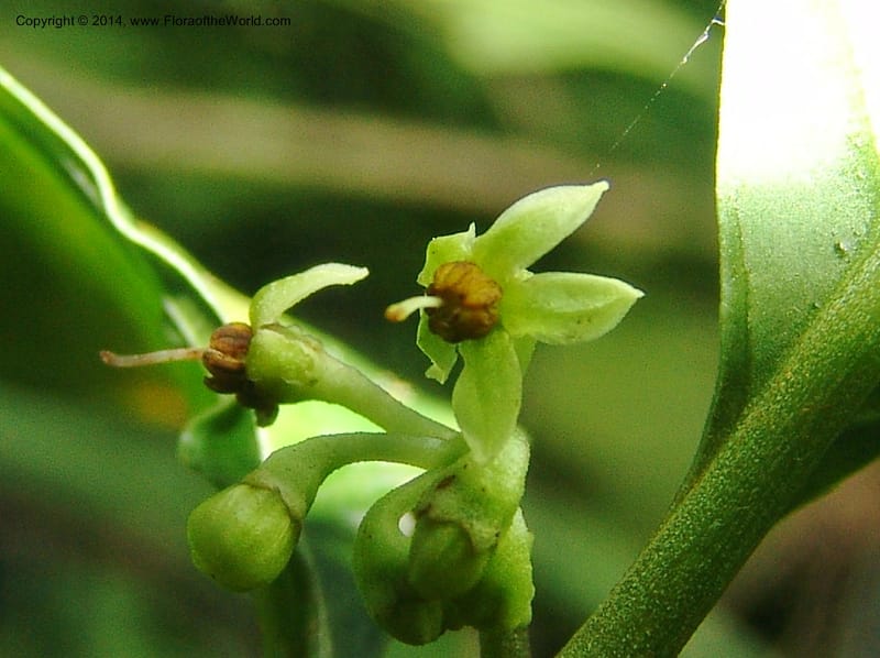 Solanum anceps, Farfan 745--Peru. Edo. Madre de Dios. Reserva Amazonica. Trail B. 20 Oct 05. 136 (3).jpg