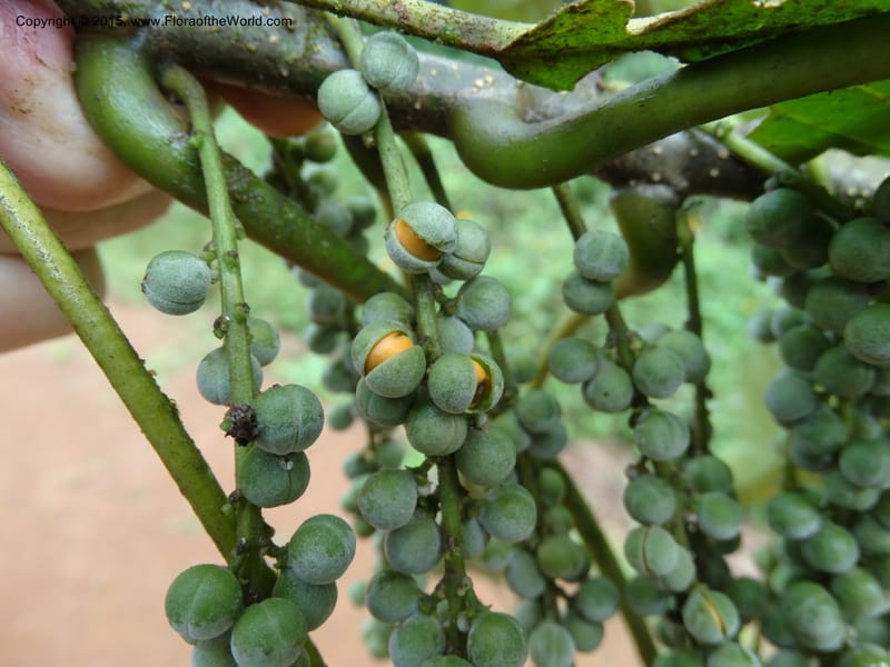 Discoclaoxylon, Davidson, C 12347--Cameroon. Ekondo Titi to Ekondo Nene. 21 Mar 2014. DSC02995 (16).JPG