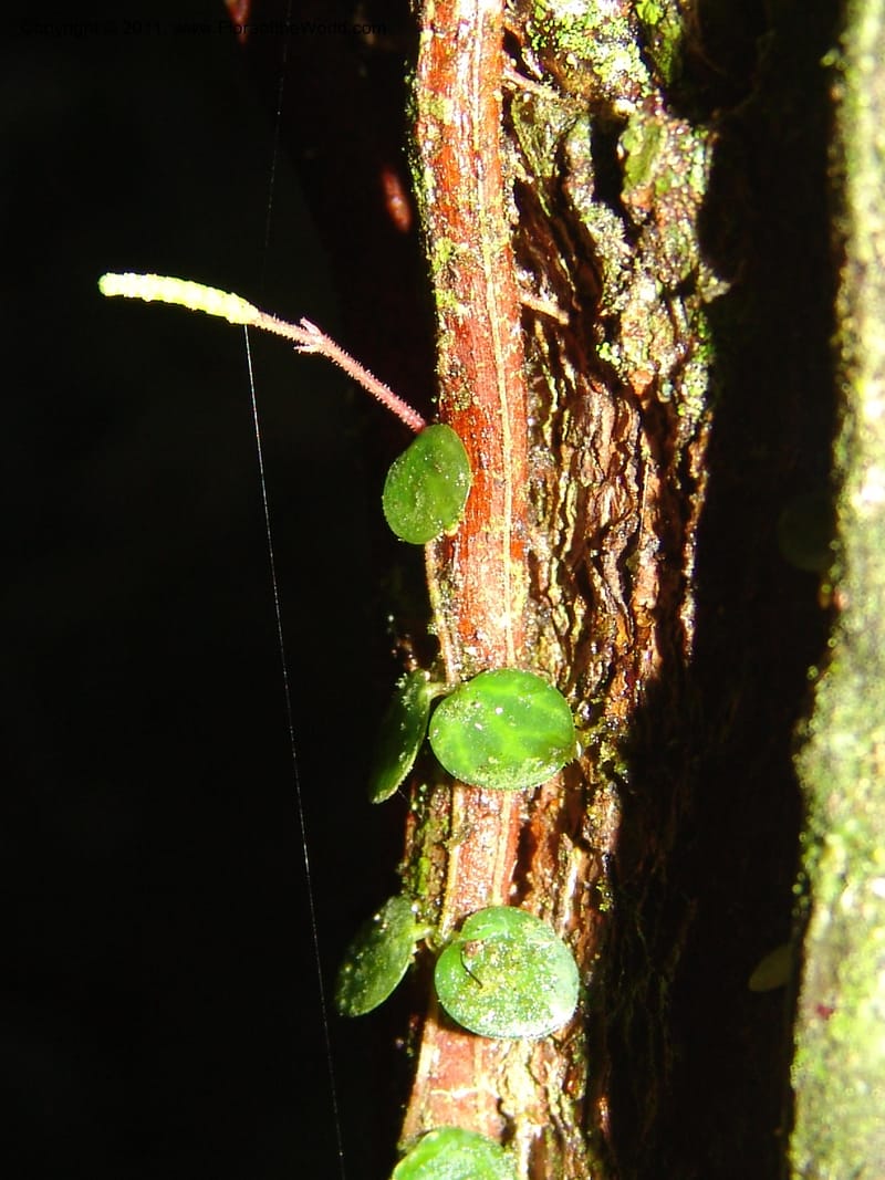 Peperomia delicatula, A Araujo M 3094--Bolivia. Pq. Nal. Madidi. Chalalan, Sendero sin nombre. 24 Sep 06. 423 (2).jpg