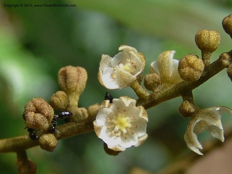Cnestis, Leal, M 1172--Gabon. Prv. Ogooue-Iv. Res. Lope. Fougere Brulee. 19 Apr 06. 230 (2).jpg