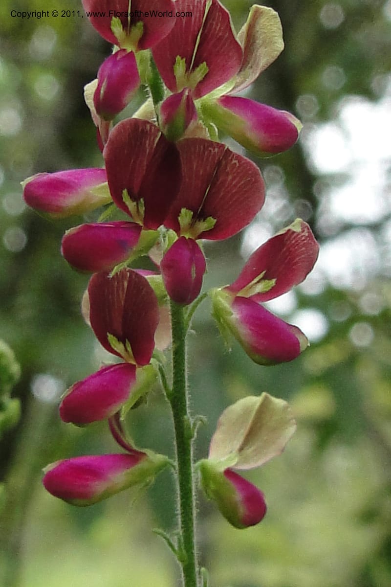 Desmodium, W. D. Stevens 31173--Paraguay. Edo. Concepcion. Garay Cue. 19 Mar 2011. 406 (5).jpg