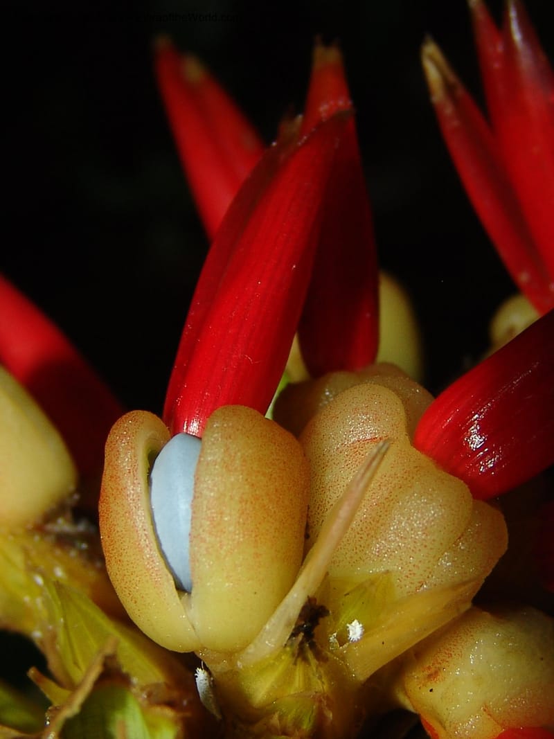 Calathea, Croat 96199--Ecuador. Edo. Guaya. Manglares Churute Ecol. Res. 21 Mar 06. 189 (5).jpg