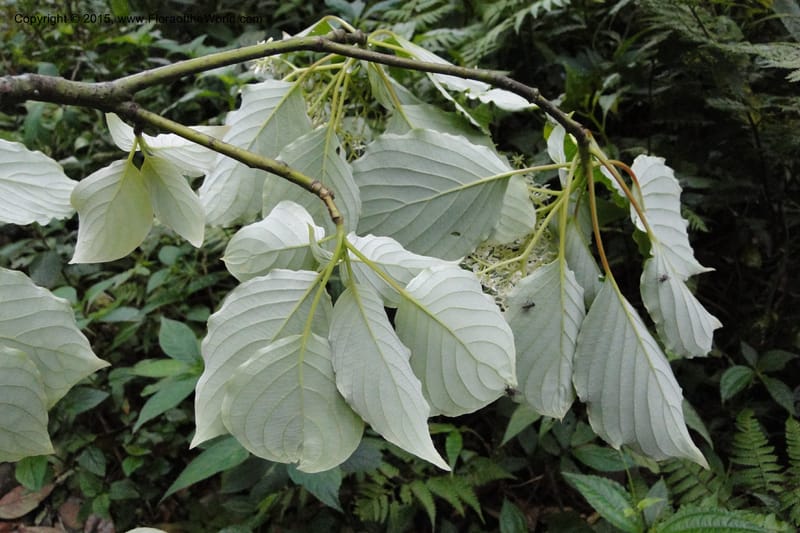 Cornus, Regalado 1829--Viet Nam. O-Quy-Ho Commune. 6 May 2011. 116 (1).jpg