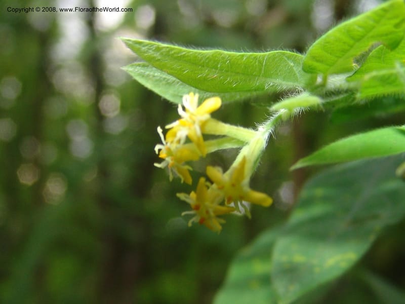 Englerodaphne pilosa--So.Africa. Mpumal. Buffelskloof Private Nat. Res. 17 Mch 05. 288.jpg