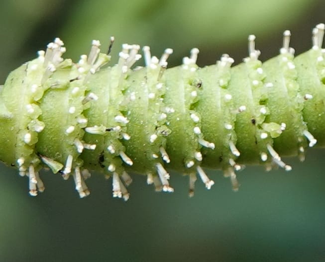 Gnetum catasphaericum, D. Boufford 44101--China. Yunnan. Lao jun Shan. 30 Apr 2018. DSC00424 (558).JPG