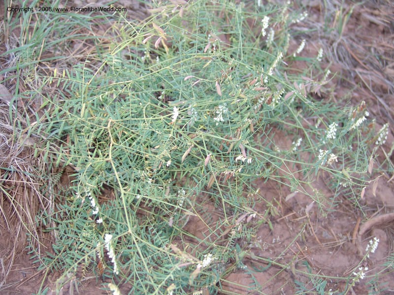 Lathyrus leucanthus--AZ. Coconino Co. San Francisco Pk. For. Serv. Rd. 151. 4 Sep 04. 063.jpg