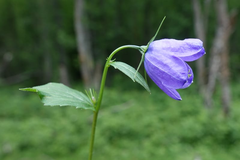 Campanula rhomboidalis, Davidson, C 13268--Switzerland. Valais. 6 km from Gletsch. 2 Jul 2016. DSC08136 (2).JPG