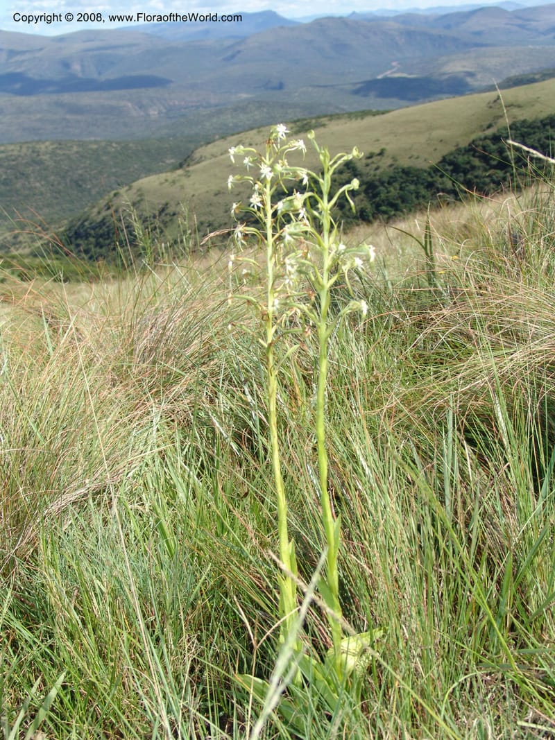 Habenaria falciformis--So.Africa. E. Cape. Waringham Farm, Quanti Area, Stut. 8 Mch 05. 084.jpg