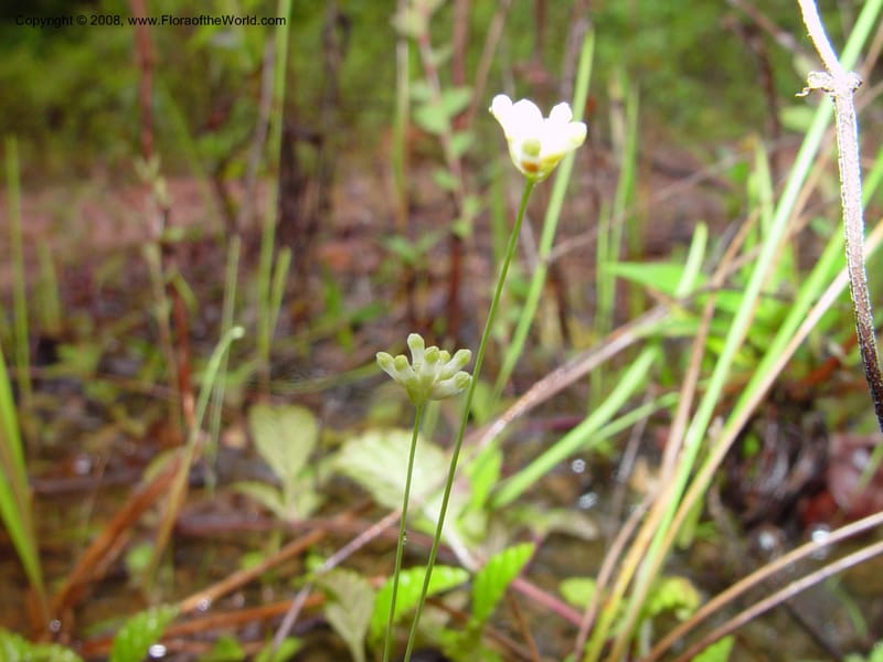 Burmannia capitata, E.Tepe587--Fr. Guiana. Piste de Saint-Elie. 19 Mch 02. 002.jpg