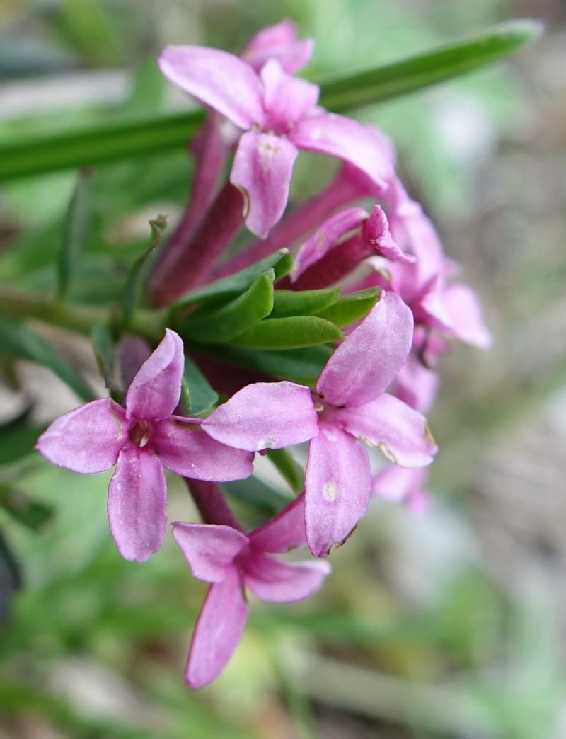 Daphne cneorum, Not coll.-- Switzerland. Col de Marchairuz. Grande Rolat Foret. 29 Jun 2016. DSC06193 (91).JPG