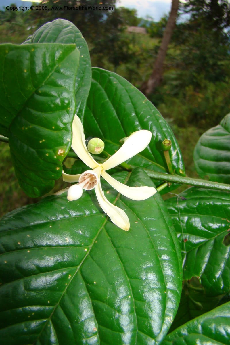 Turraea, WKindeketa2993--Tanz. Rungwe Distr. Rungwe For. Res. 24 Jan 08. 266.jpg